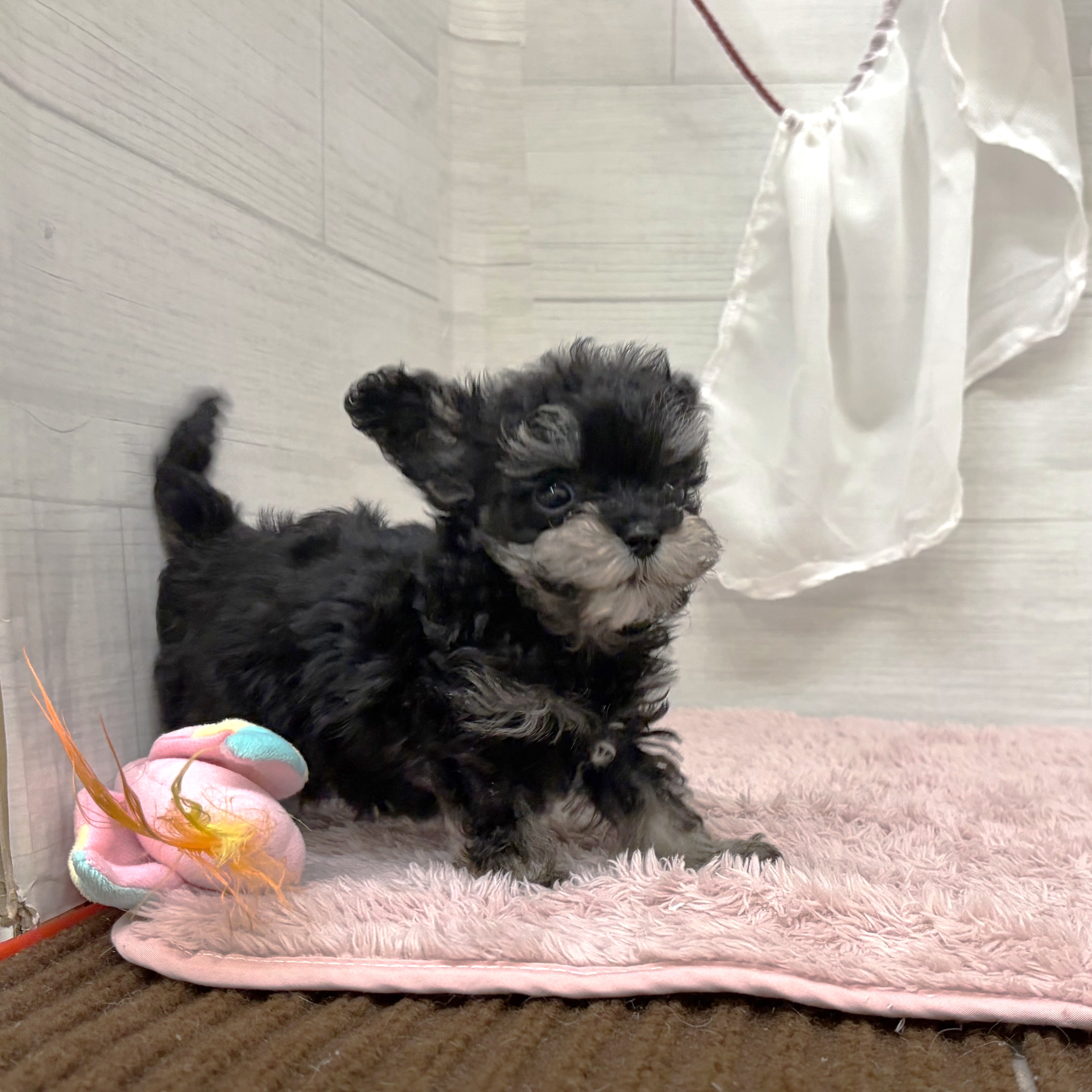 愛知県のマルプー(マルチーズ×プードル) (犬の家＆猫の里碧南店/2026年4月22日生まれ/男の子/ブラックシルバー)の子犬の3枚目の画像