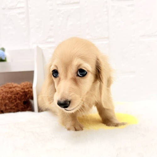 愛知県のミニチュアダックスフンド(ロング) (犬の家＆猫の里豊川インター店/2026年4月25日生まれ/女の子/イエロー)の子犬の3枚目の画像