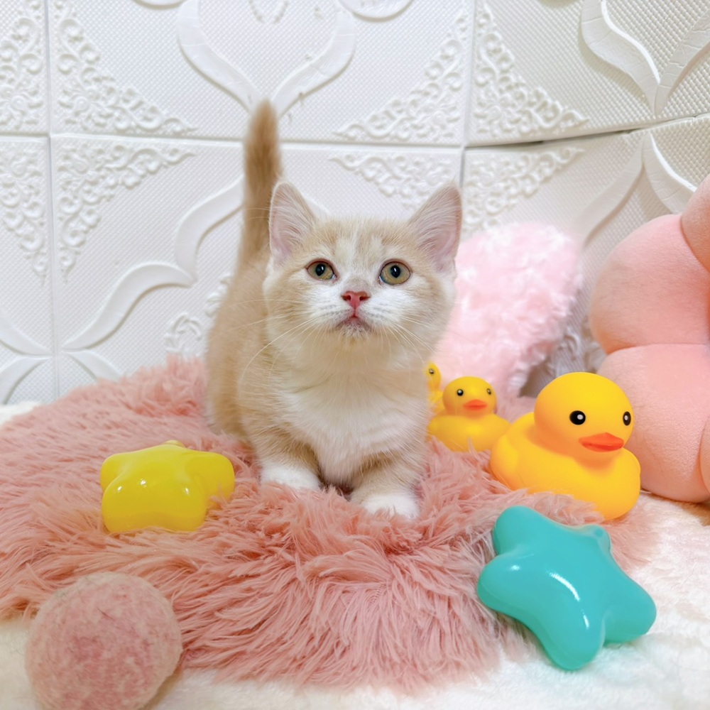 愛知県のマンチカン (犬の家＆猫の里岡崎店/2026年4月15日生まれ/女の子/クリームタビーホワイト)の子猫の3枚目の画像