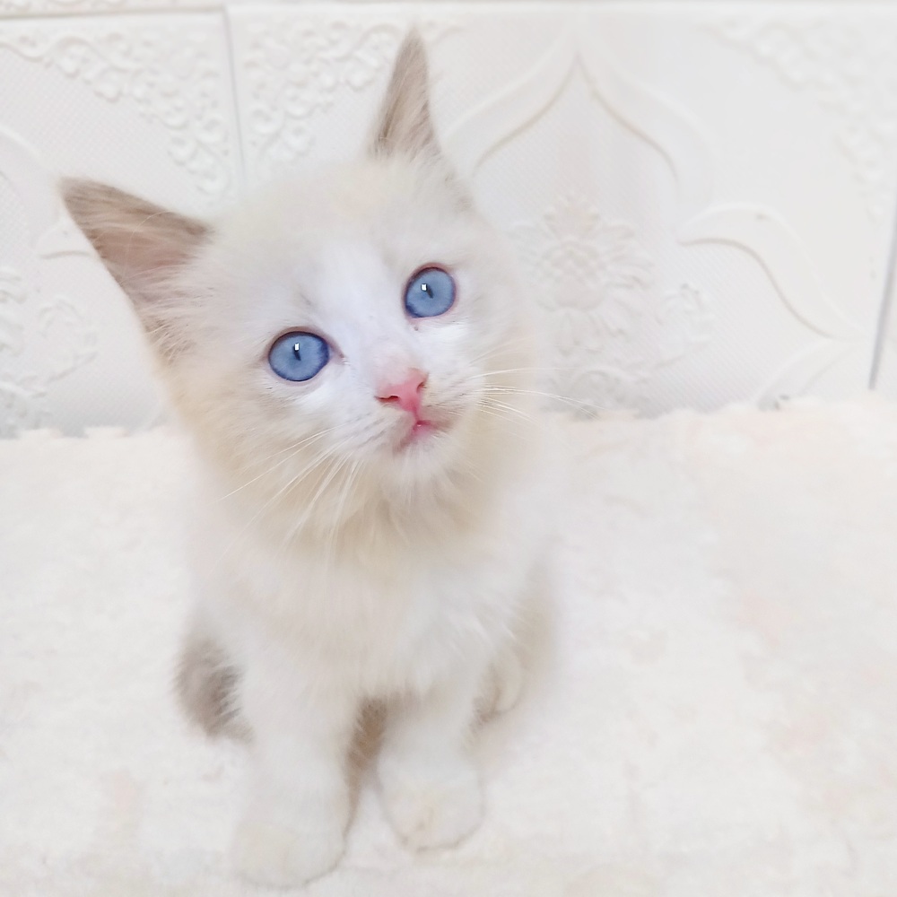 愛知県のラグドール (犬の家＆猫の里岡崎店/2026年4月25日生まれ/男の子/ブルーポイントバイカラー)の子猫の3枚目の画像