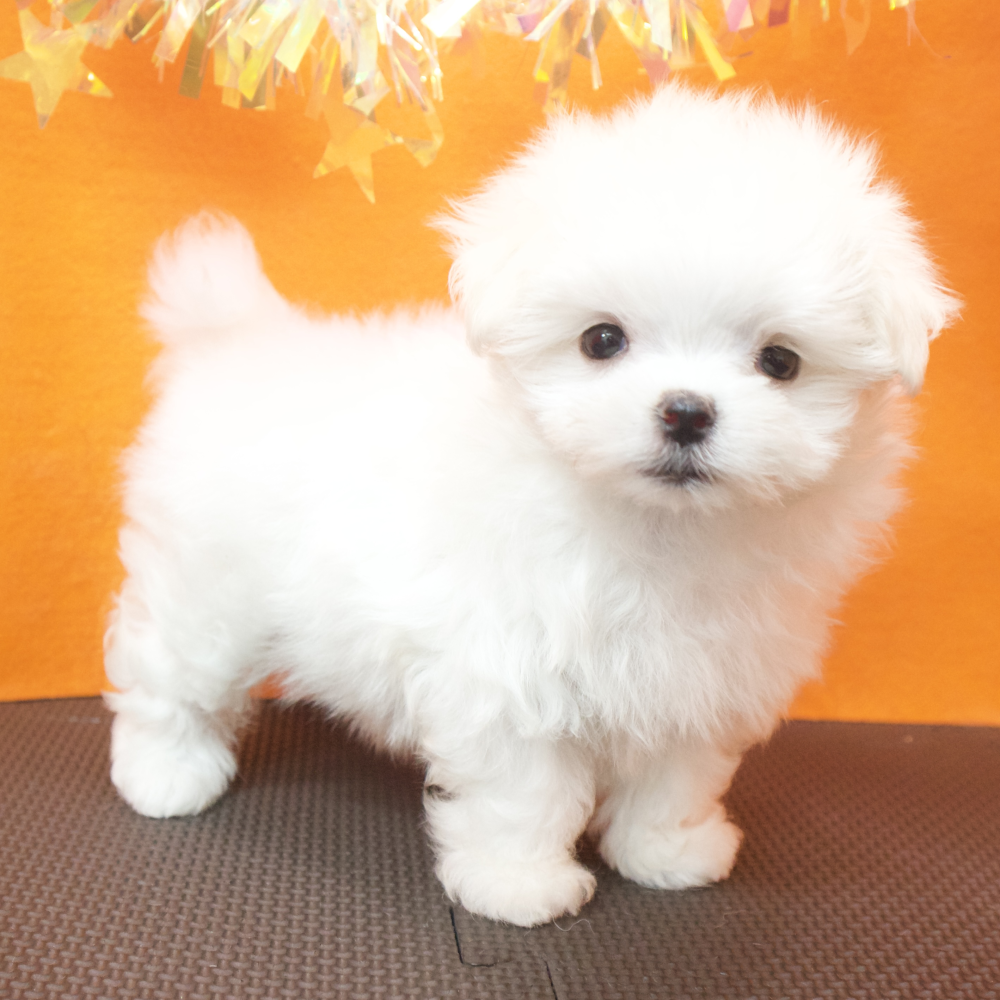 大阪府のマルチーズ (犬の家＆猫の里吹田店/2026年4月26日生まれ/女の子/ホワイト)の子犬の3枚目の画像