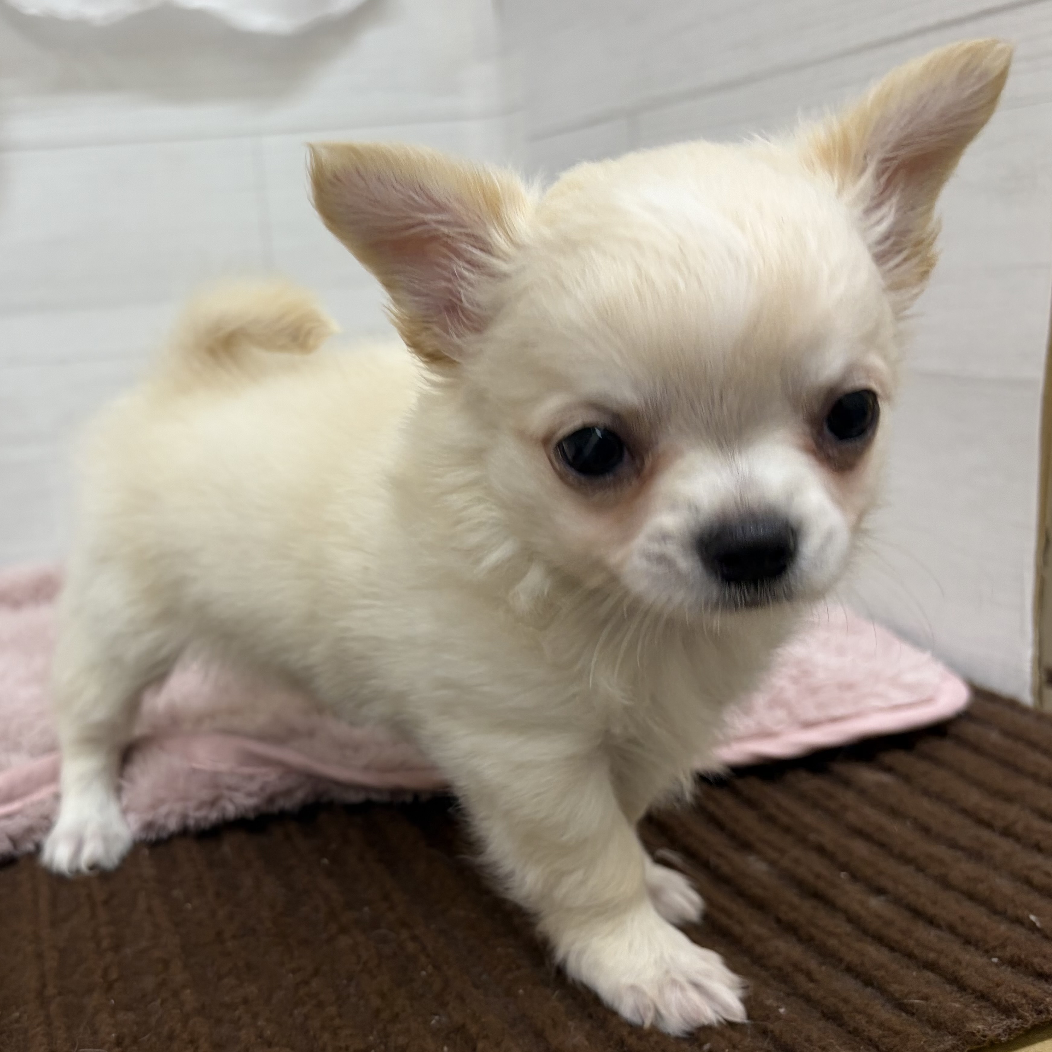 愛知県のチワワ(ロング) (犬の家＆猫の里碧南店/2026年4月23日生まれ/男の子/クリームホワイト)の子犬の3枚目の画像