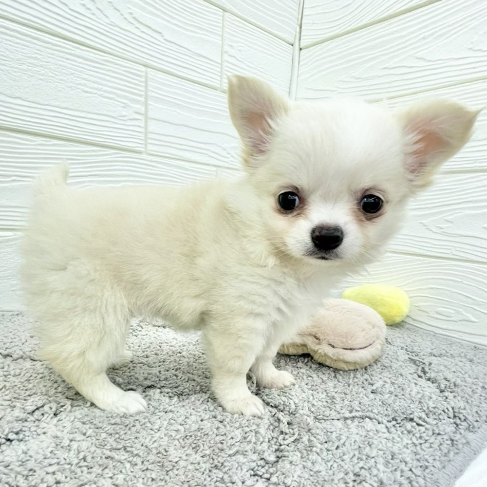 愛知県のチワワ(ロング) (犬の家＆猫の里七宝店/2026年4月23日生まれ/女の子/クリームホワイト)の子犬の3枚目の画像