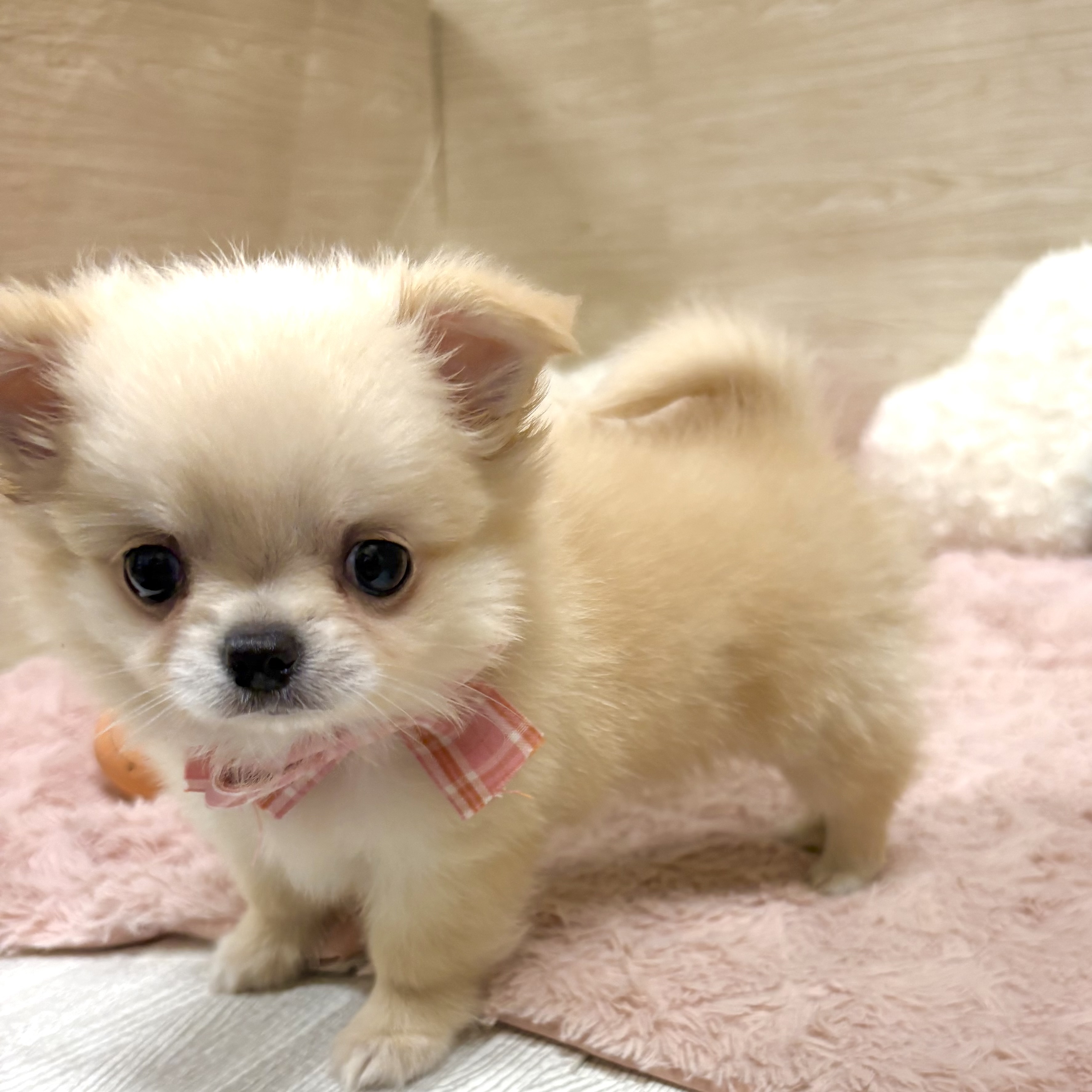 大阪府のチワワ(ロング) (犬の家＆猫の里そよら東岸和田店/2026年4月23日生まれ/女の子/クリーム)の子犬の3枚目の画像