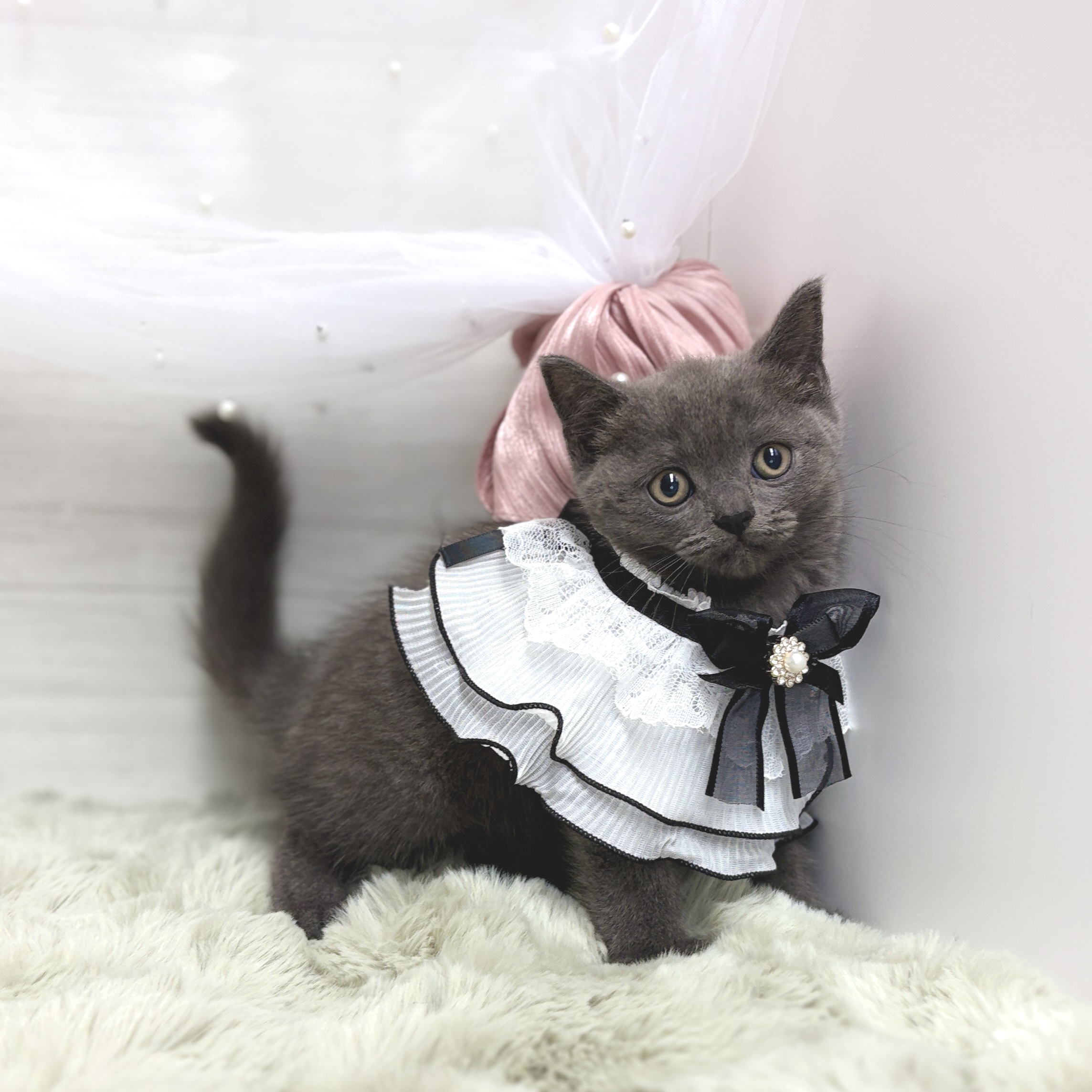 神奈川県のブリティッシュショートヘアー (犬の家＆猫の里相模原店/2026年4月24日生まれ/男の子/ブルー)の子猫の3枚目の画像