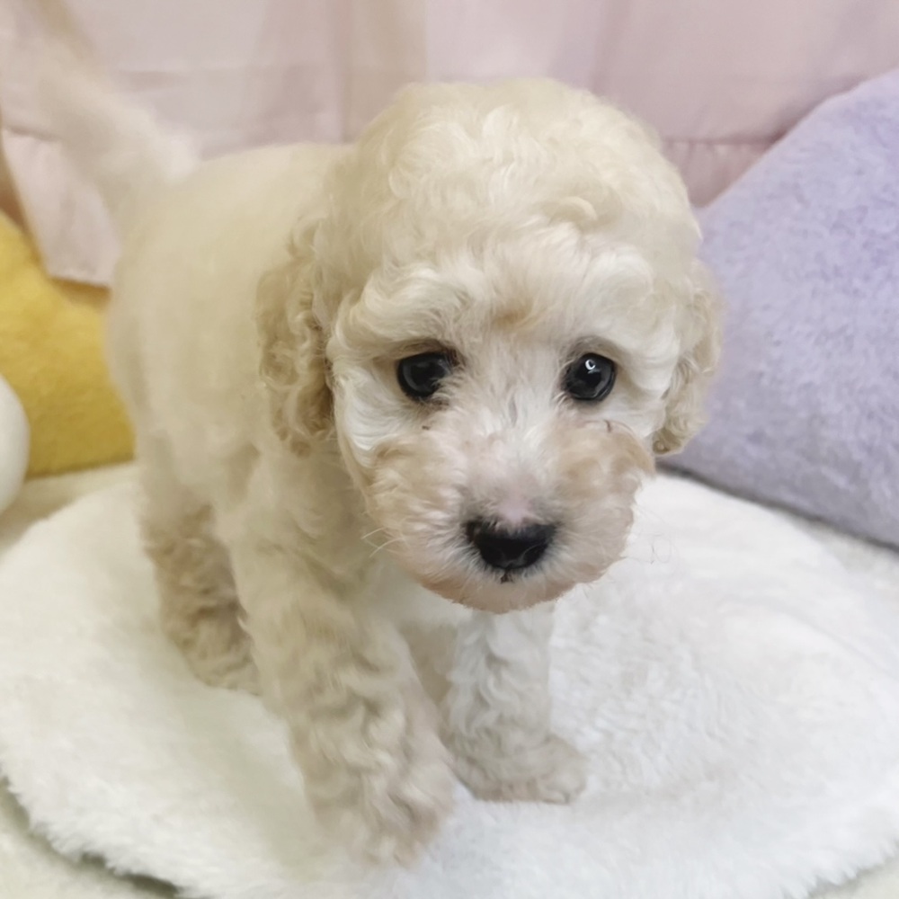 静岡県のトイプードル(トイ) (犬の家＆猫の里マークイズ静岡店/2026年4月27日生まれ/男の子/クリーム)の子犬の3枚目の画像