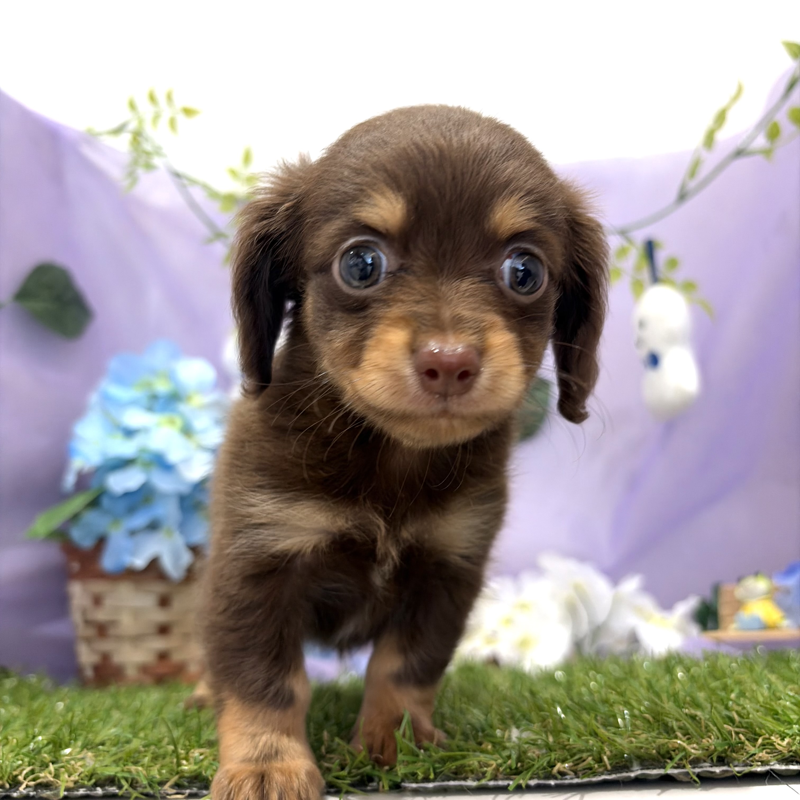 福岡県のチワックス(チワワ×ダックス) (犬の家＆猫の里くりえいと宗像店/2026年4月25日生まれ/女の子/チョコレートタン)の子犬の1枚目の画像