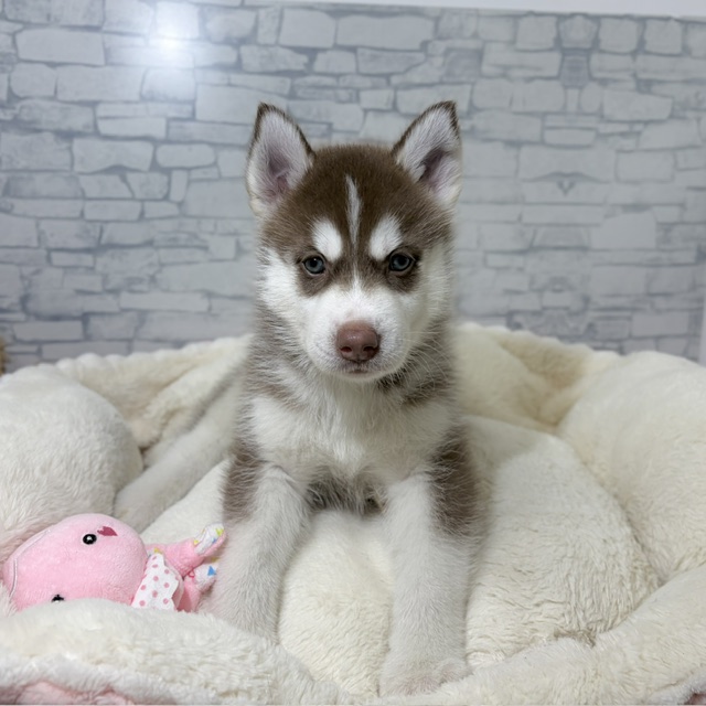 長野県のシベリアンハスキー (犬の家＆猫の里長野店/2026年4月27日生まれ/男の子/チョコレートホワイト)の子犬の3枚目の画像