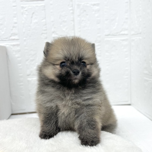 愛知県のポメラニアン (犬の家＆猫の里豊川インター店/2026年4月28日生まれ/男の子/オレンジセーブル)の子犬の3枚目の画像