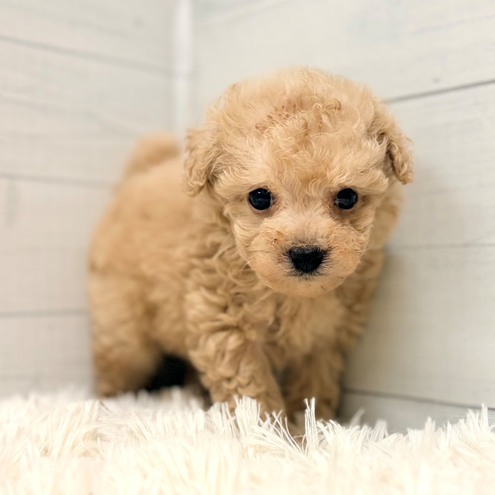 愛知県のトイプードル(タイニー) (犬の家＆猫の里豊田店/2026年4月25日生まれ/男の子/クリーム)の子犬の1枚目の画像