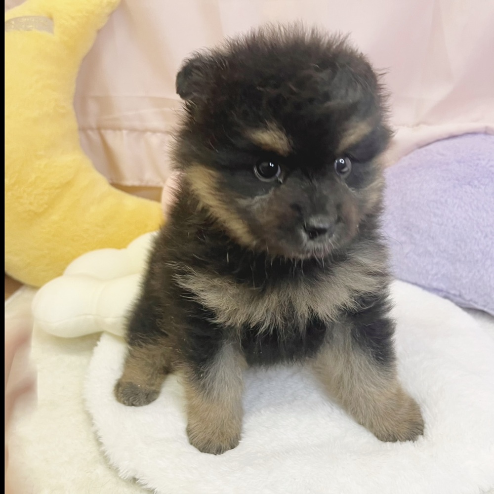 静岡県のハーフ犬・ミックス犬 (犬の家＆猫の里マークイズ静岡店/2026年4月27日生まれ/男の子/ブラックタン)の子犬の3枚目の画像
