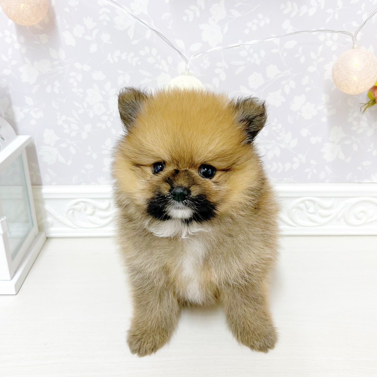 富山県のポメラニアン (犬の家＆猫の里アミーゴ山室店/2026年4月26日生まれ/女の子/オレンジ)の子犬の3枚目の画像