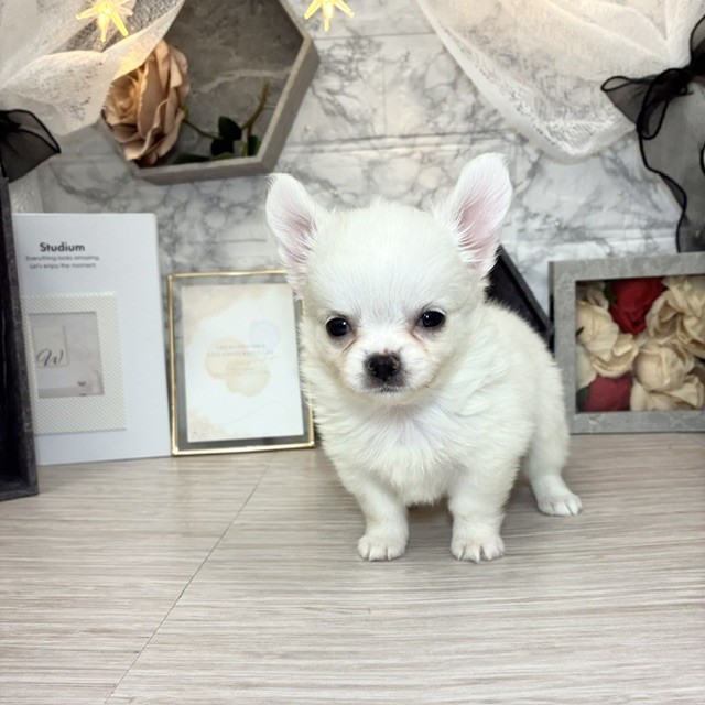千葉県のチワワ(ロング) (犬の家＆猫の里ワンズモール稲毛店/2026年4月28日生まれ/女の子/クリーム)の子犬の3枚目の画像
