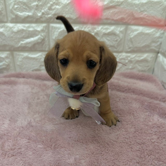 静岡県のミニチュアダックスフンド(スムース) (犬の家＆猫の里アミーゴ浜松和田店/2026年4月26日生まれ/男の子/レッド)の子犬の3枚目の画像