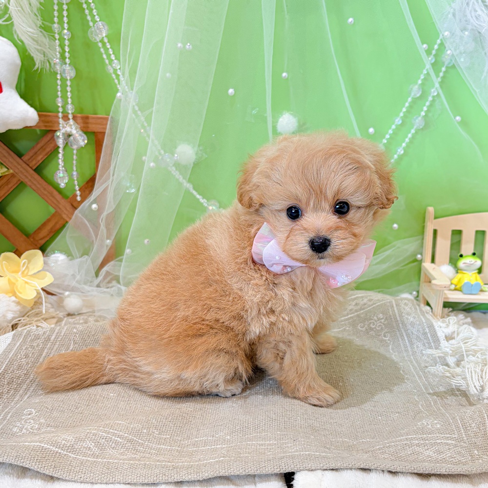 静岡県のポメプー(ポメラニアン×プードル) (犬の家＆猫の里富士店/2026年4月26日生まれ/女の子/アプリコット)の子犬の3枚目の画像