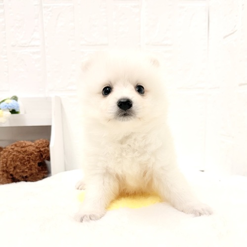 愛知県の日本スピッツ (犬の家＆猫の里豊川インター店/2026年4月28日生まれ/女の子/ホワイト)の子犬の3枚目の画像