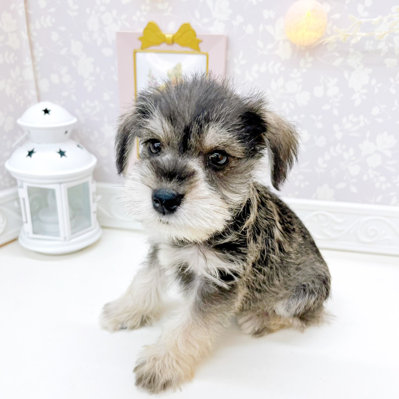 富山県のミニチュアシュナウザー (犬の家＆猫の里富山店/2026年4月26日生まれ/男の子/ソルトペッパー)の子犬の3枚目の画像