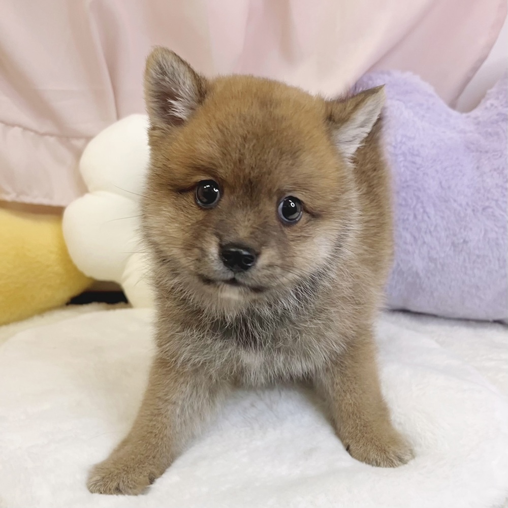 静岡県のポメ柴/豆ポメ/ポメ豆柴(ポメラニアン×柴犬) (犬の家＆猫の里マークイズ静岡店/2026年4月27日生まれ/男の子/赤)の子犬の3枚目の画像