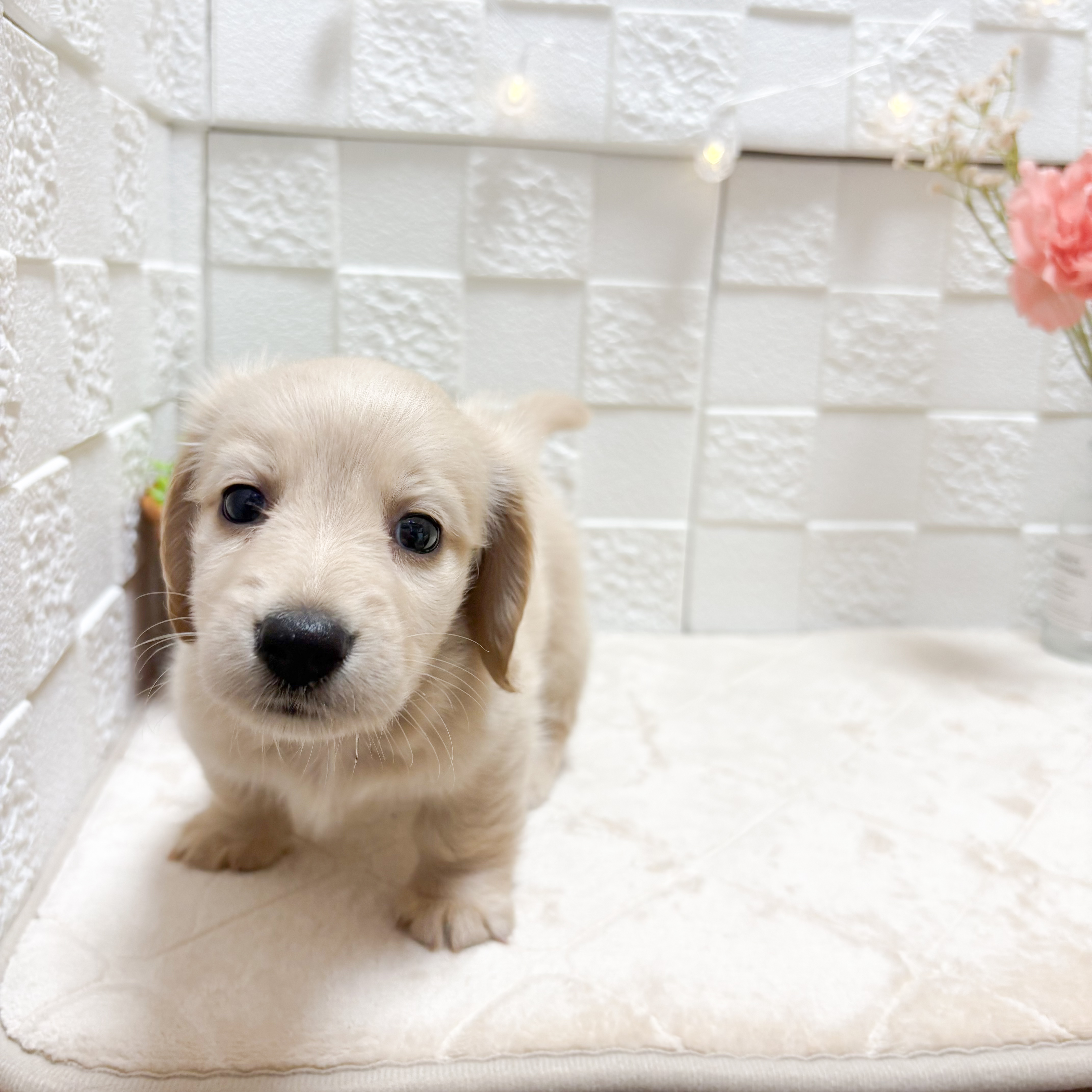 東京都のミニチュアダックスフンド(ロング) (犬の家＆猫の里ペットフォレスト小平店/2026年4月26日生まれ/女の子/イエロー)の子犬の3枚目の画像