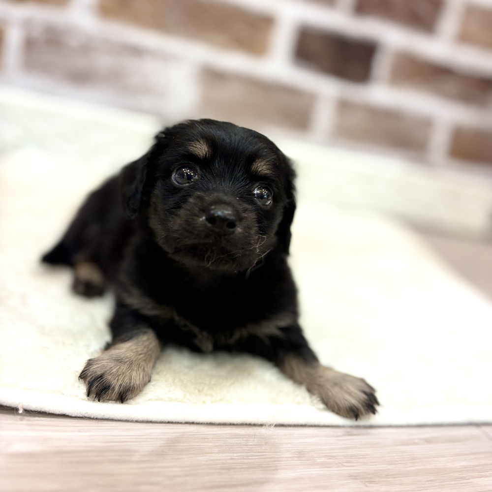 三重県のチワックス(チワワ×ダックス) (犬の家＆猫の里三重桑名店/2026年4月28日生まれ/男の子/ブラックタン)の子犬の3枚目の画像