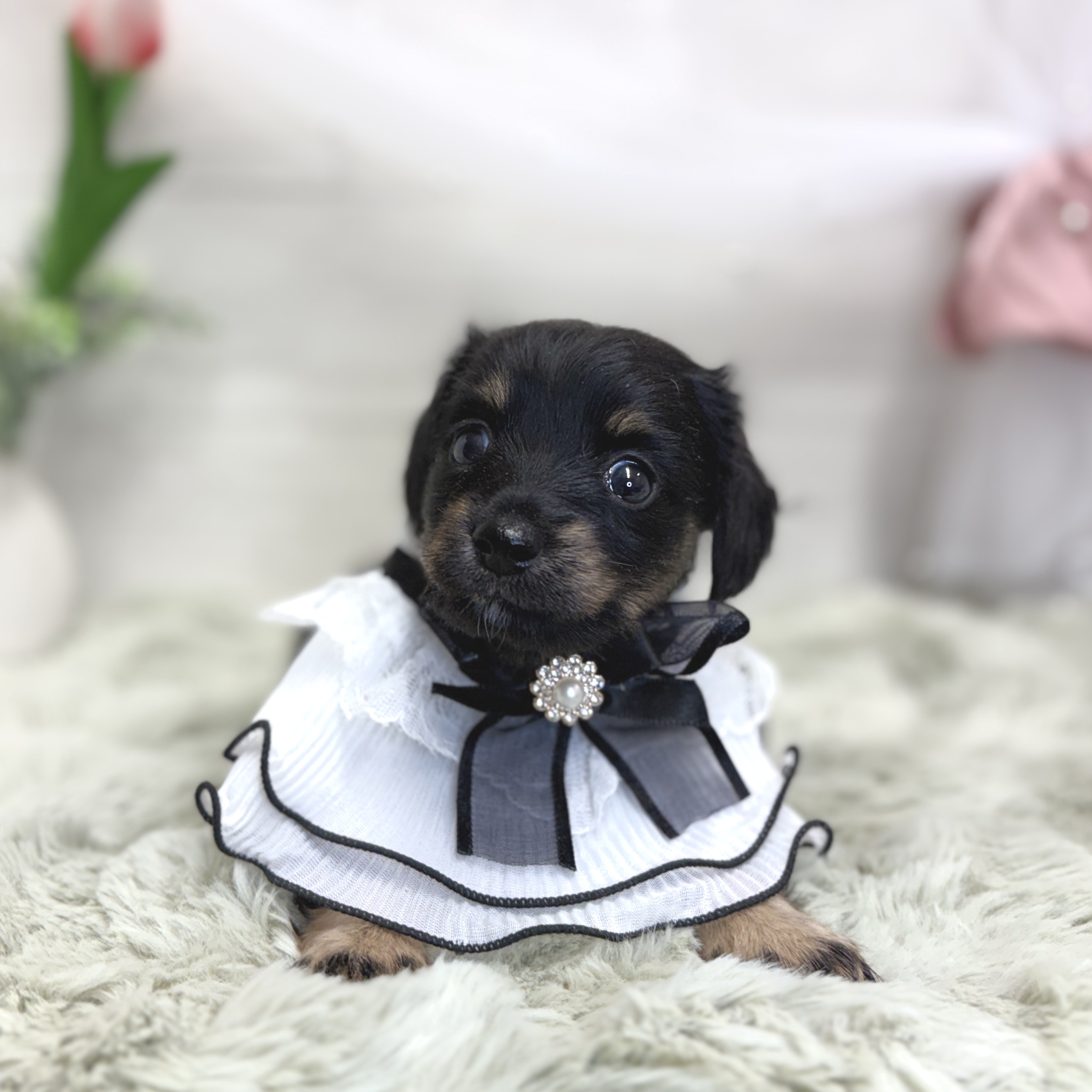 神奈川県のチワックス(チワワ×ダックス) (犬の家＆猫の里相模原店/2026年4月28日生まれ/女の子/ブラックタン)の子犬の3枚目の画像