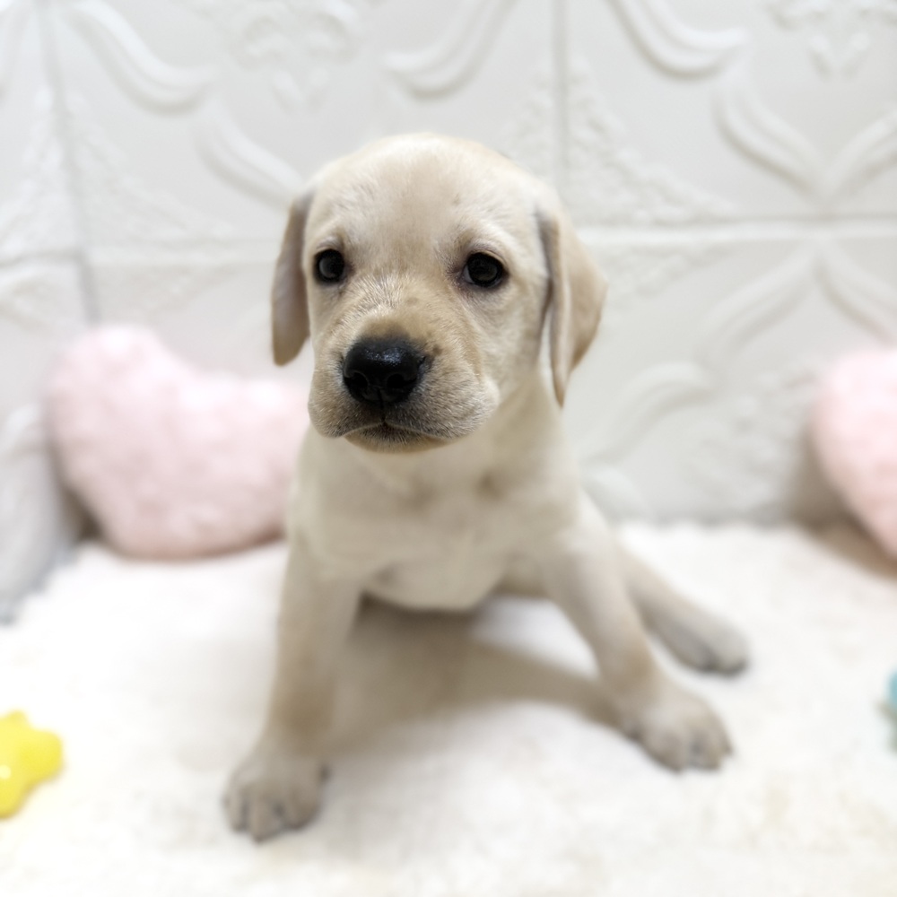 愛知県のラブラドールレトリーバー (犬の家＆猫の里岡崎店/2026年4月28日生まれ/女の子/イエロー)の子犬の3枚目の画像