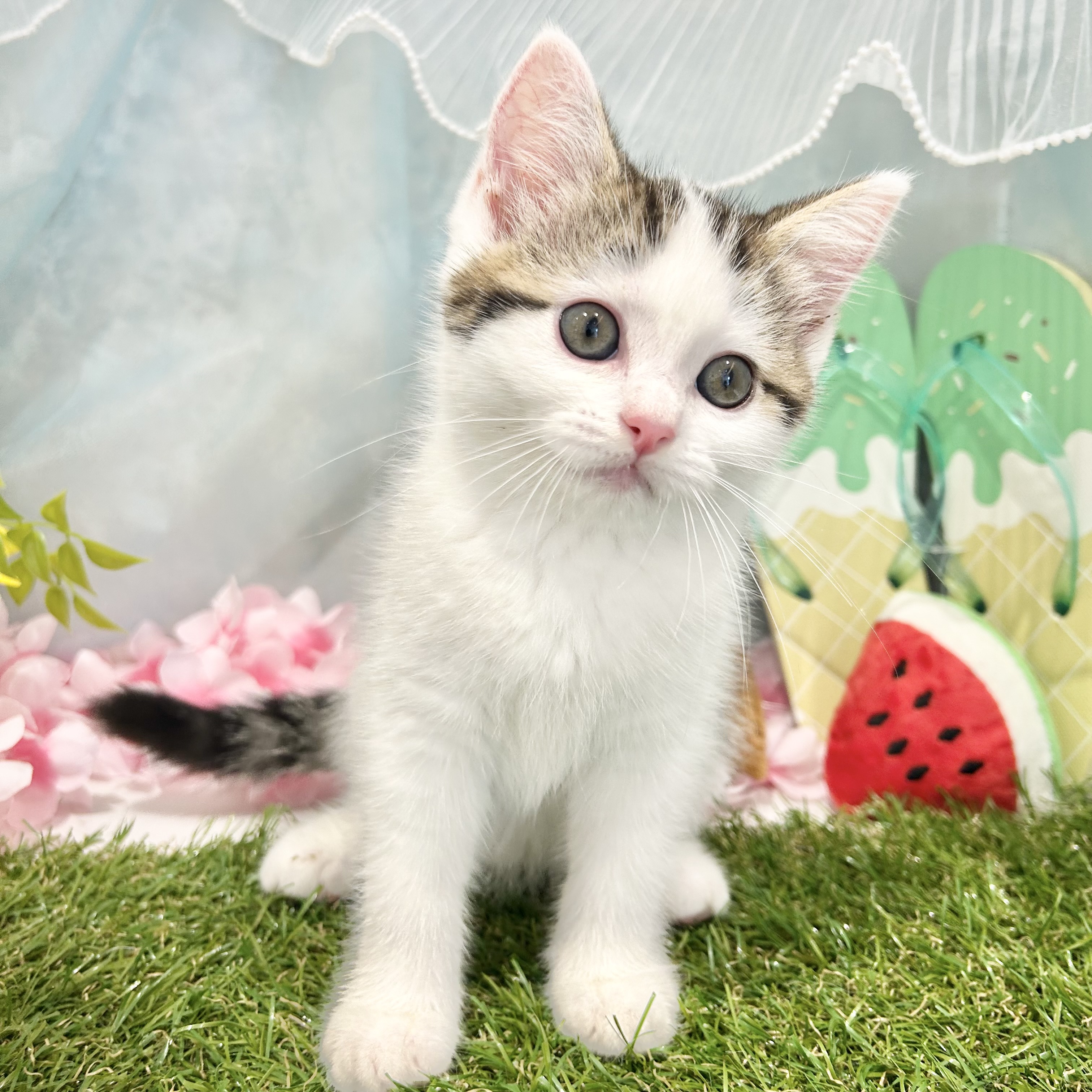 福岡県のブリティッシュショートヘアー (犬の家＆猫の里くりえいと宗像店/2026年4月28日生まれ/女の子/ブラウンタビーホワイト)の子猫の3枚目の画像