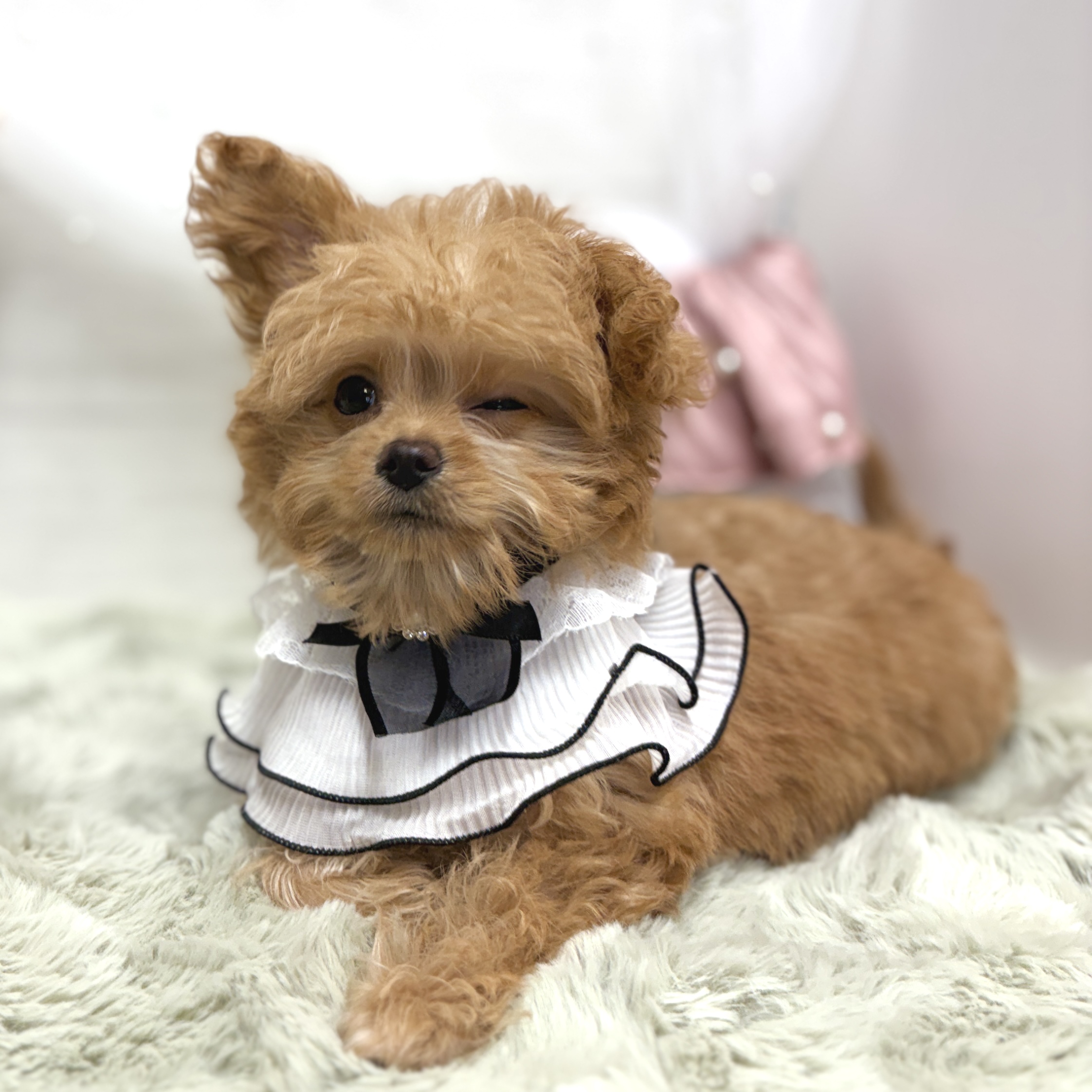 神奈川県のチワプー/プーチー(チワワ×プードル) (犬の家＆猫の里相模原店/2026年4月27日生まれ/女の子/レッド)の子犬の3枚目の画像