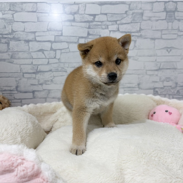 長野県の柴犬(標準サイズ) (犬の家＆猫の里長野店/2026年4月28日生まれ/女の子/赤)の子犬の3枚目の画像