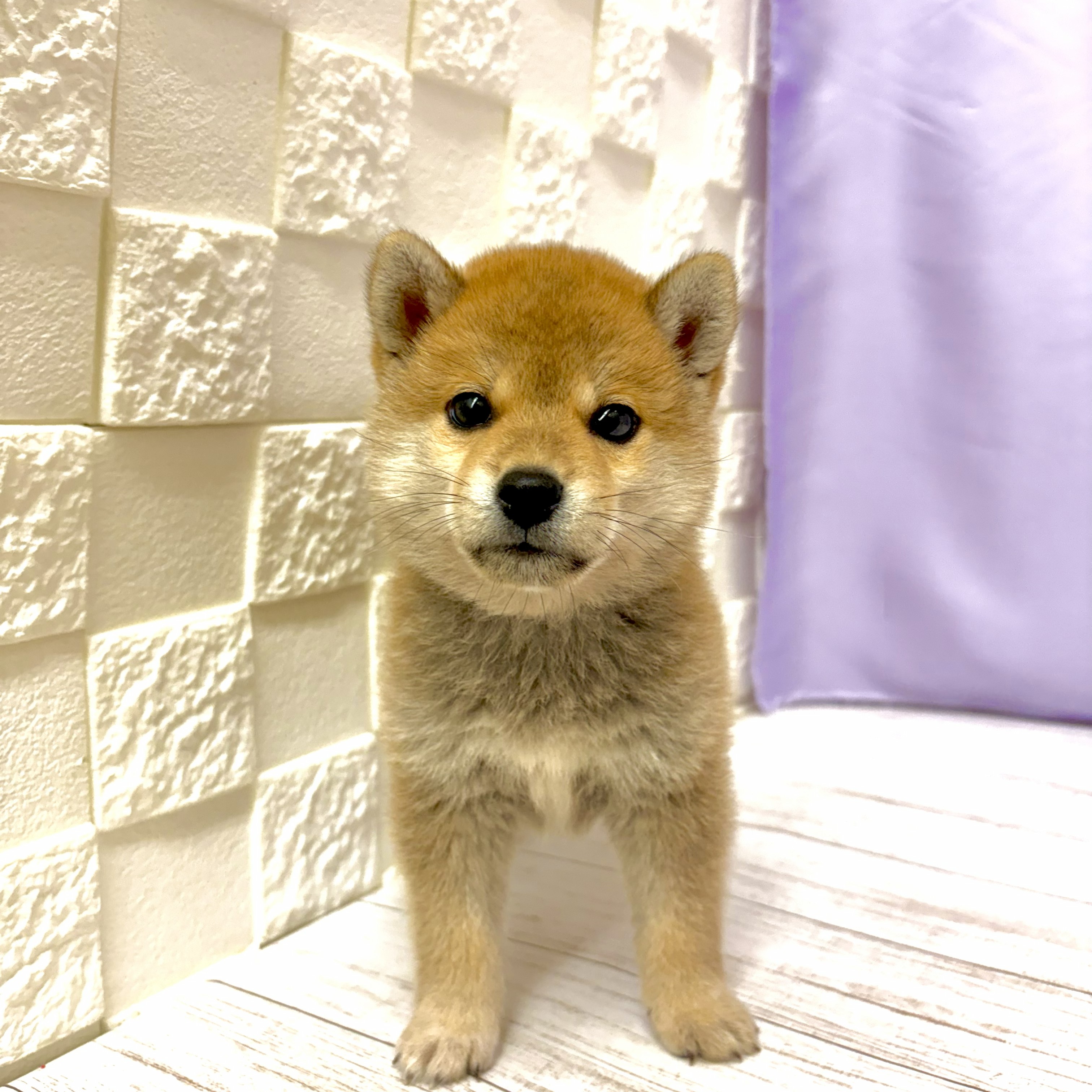 兵庫県の豆柴 (犬の家＆猫の里尼崎店/2026年4月28日生まれ/男の子/赤)の子犬の3枚目の画像