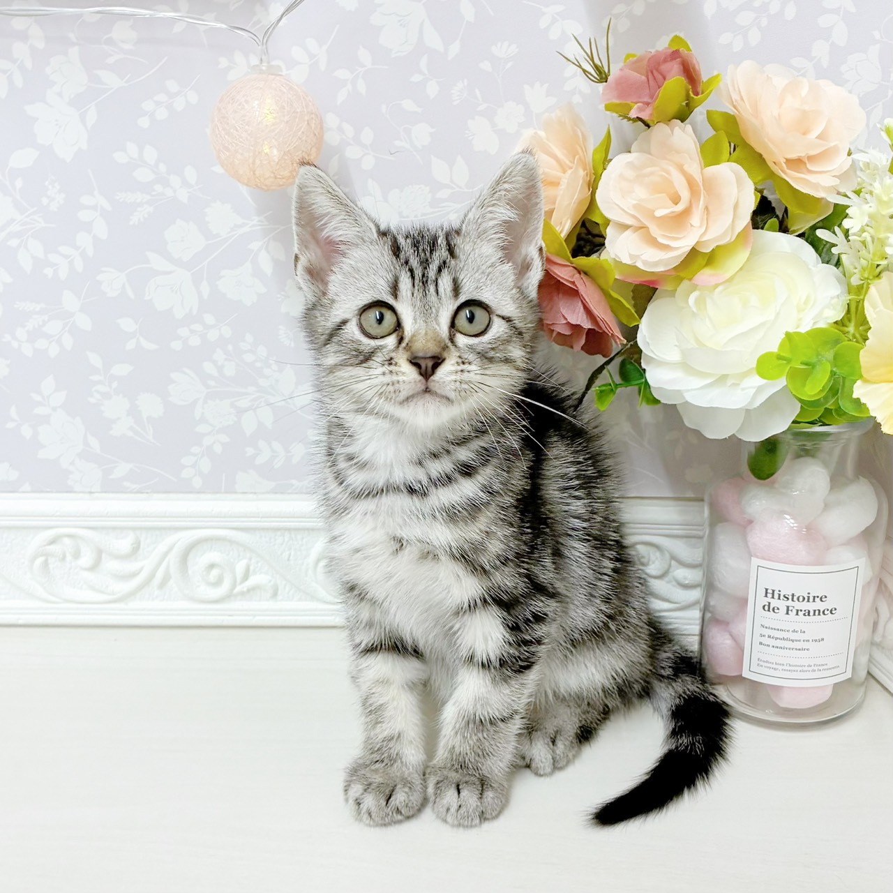 富山県のアメリカンショートヘアー (犬の家＆猫の里アミーゴ山室店/2026年4月24日生まれ/男の子/シルバータビー)の子猫の3枚目の画像