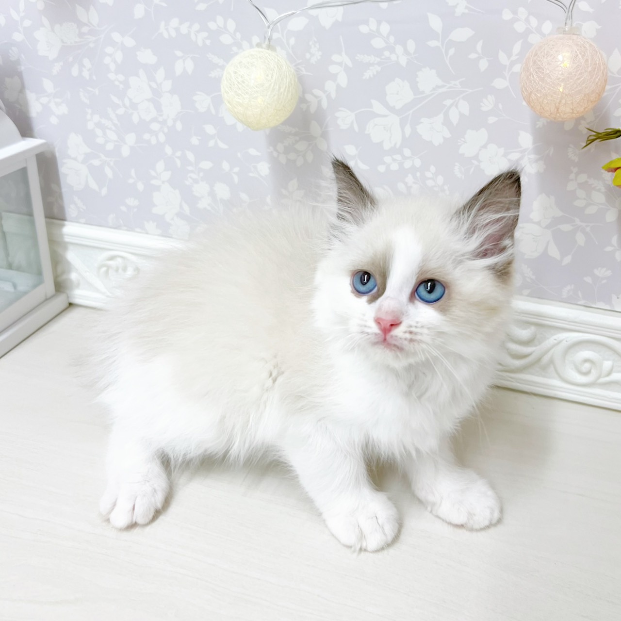 富山県のラグドール (犬の家＆猫の里アミーゴ山室店/2026年4月20日生まれ/女の子/シールポイントバイカラー)の子猫の3枚目の画像