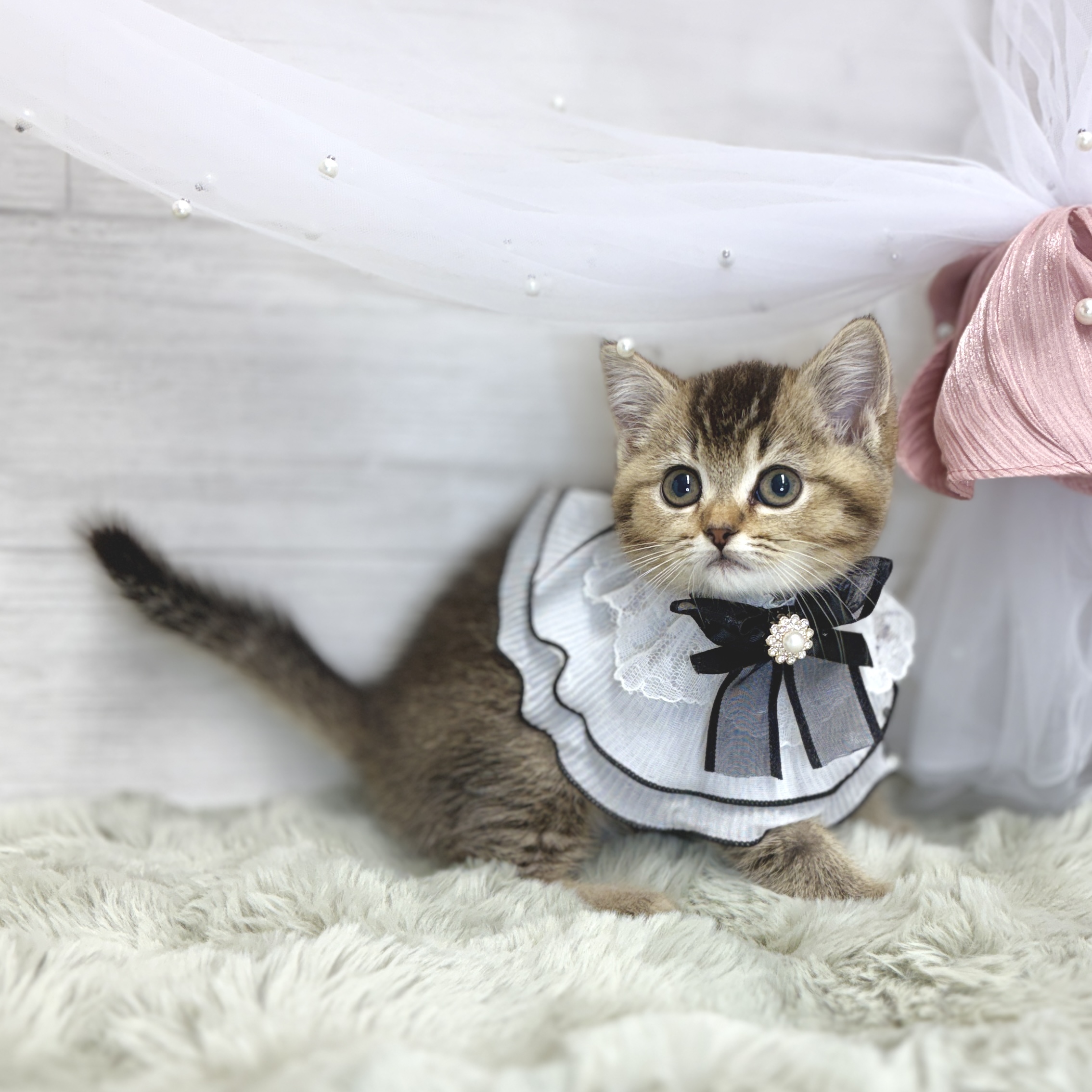 神奈川県のマンチカン (犬の家＆猫の里相模原店/2026年4月26日生まれ/女の子/ブラックゴールデンシェーデット)の子猫の3枚目の画像