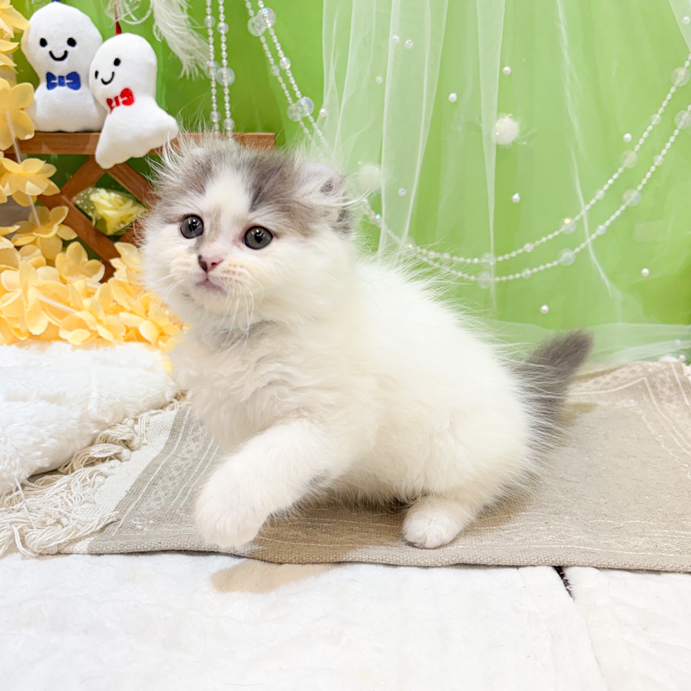 静岡県のキンカロー (犬の家＆猫の里富士店/2026年4月25日生まれ/男の子/ブルーホワイト)の子猫の3枚目の画像