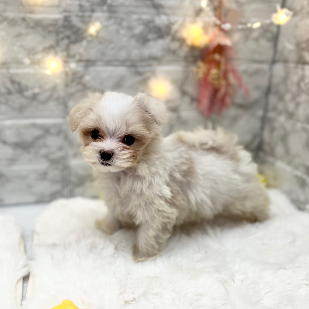 静岡県のマルチーズ (犬の家＆猫の里MEGAドン・キホーテ袋井店/2026年4月28日生まれ/男の子/ホワイト)の子犬の3枚目の画像