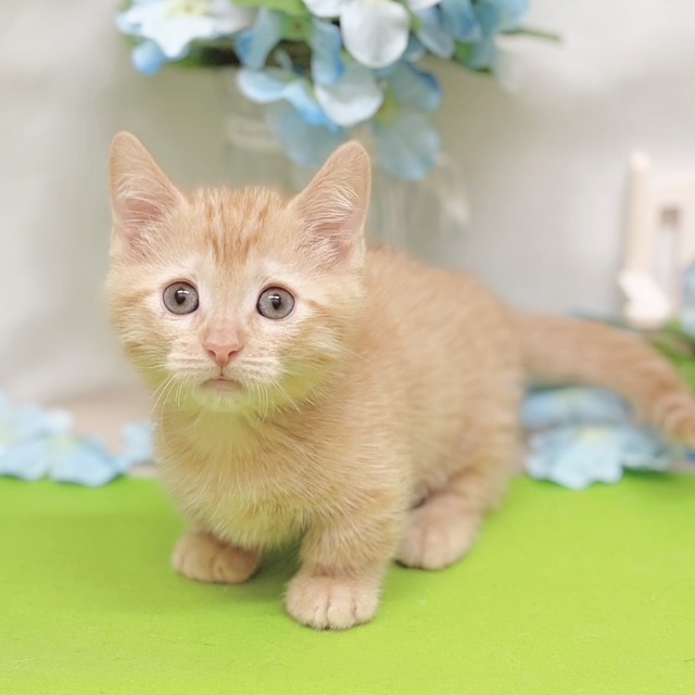 静岡県のミヌエット (犬の家＆猫の里藤枝店/2026年4月22日生まれ/男の子/レッドタビー)の子猫の3枚目の画像