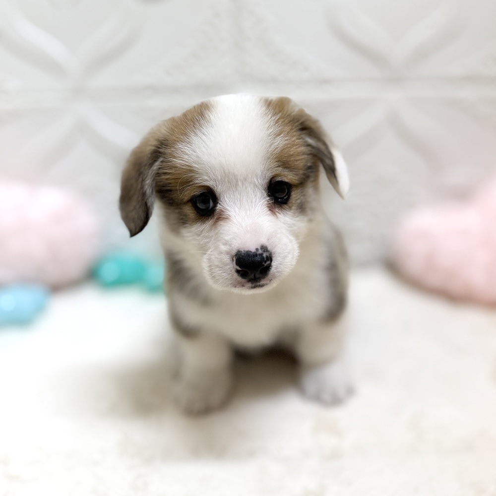 愛知県のウェルシュコーギーペンブローク (犬の家＆猫の里岡崎店/2026年4月26日生まれ/男の子/セーブルホワイト)の子犬の3枚目の画像