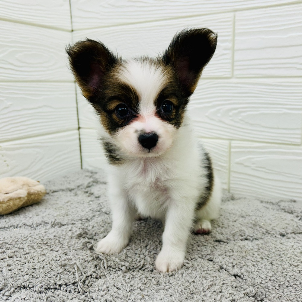愛知県のパピヨン (犬の家＆猫の里七宝店/2026年4月27日生まれ/男の子/ホワイトブラウン)の子犬の3枚目の画像