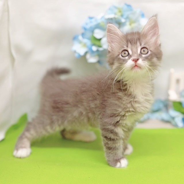 静岡県のメインクーン (犬の家＆猫の里藤枝店/2026年4月28日生まれ/男の子/ブルータビーホワイト)の子猫の3枚目の画像
