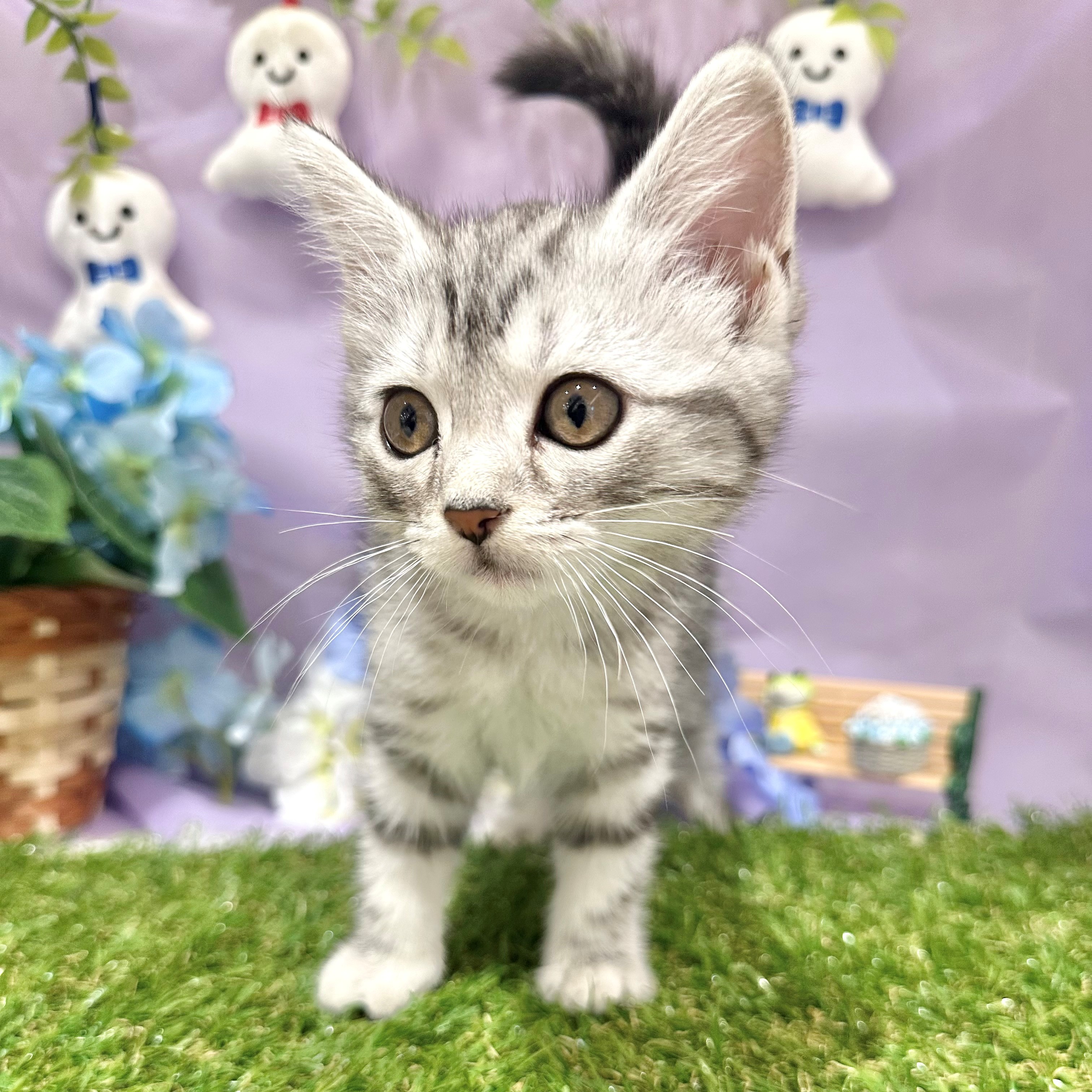 福岡県のアメリカンショートヘアー (犬の家＆猫の里くりえいと宗像店/2026年4月23日生まれ/女の子/シルバータビー)の子猫の3枚目の画像
