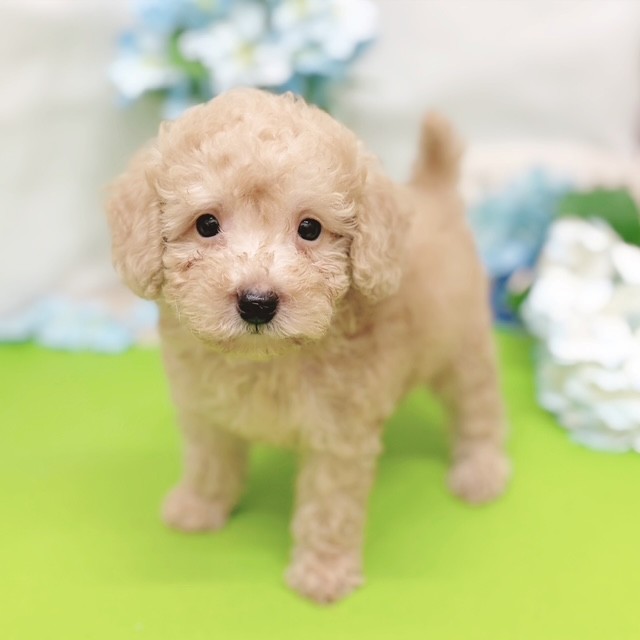 静岡県のトイプードル(トイ) (犬の家＆猫の里藤枝店/2026年4月27日生まれ/男の子/アプリコット)の子犬の3枚目の画像