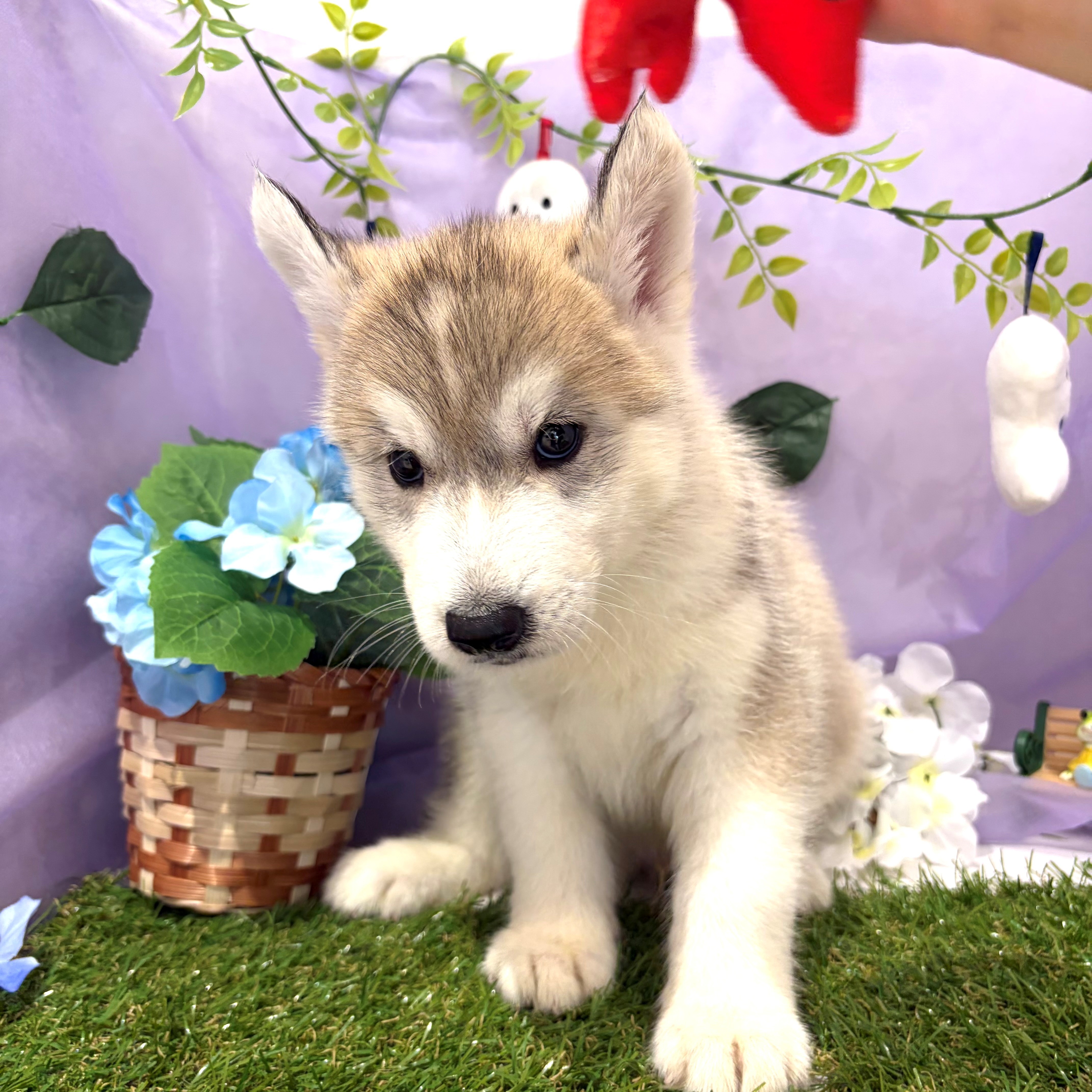 福岡県のシベリアンハスキー (犬の家＆猫の里くりえいと宗像店/2026年4月24日生まれ/男の子/シルバーホワイト)の子犬の3枚目の画像