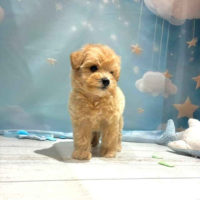 福岡県のマルプー(マルチーズ×プードル) (犬の家＆猫の里トリアス久山店/2026年4月26日生まれ/男の子/アプリコット)の子犬の3枚目の画像