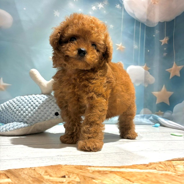 福岡県のトイプードル(タイニー) (犬の家＆猫の里トリアス久山店/2026年4月28日生まれ/男の子/レッド)の子犬の3枚目の画像