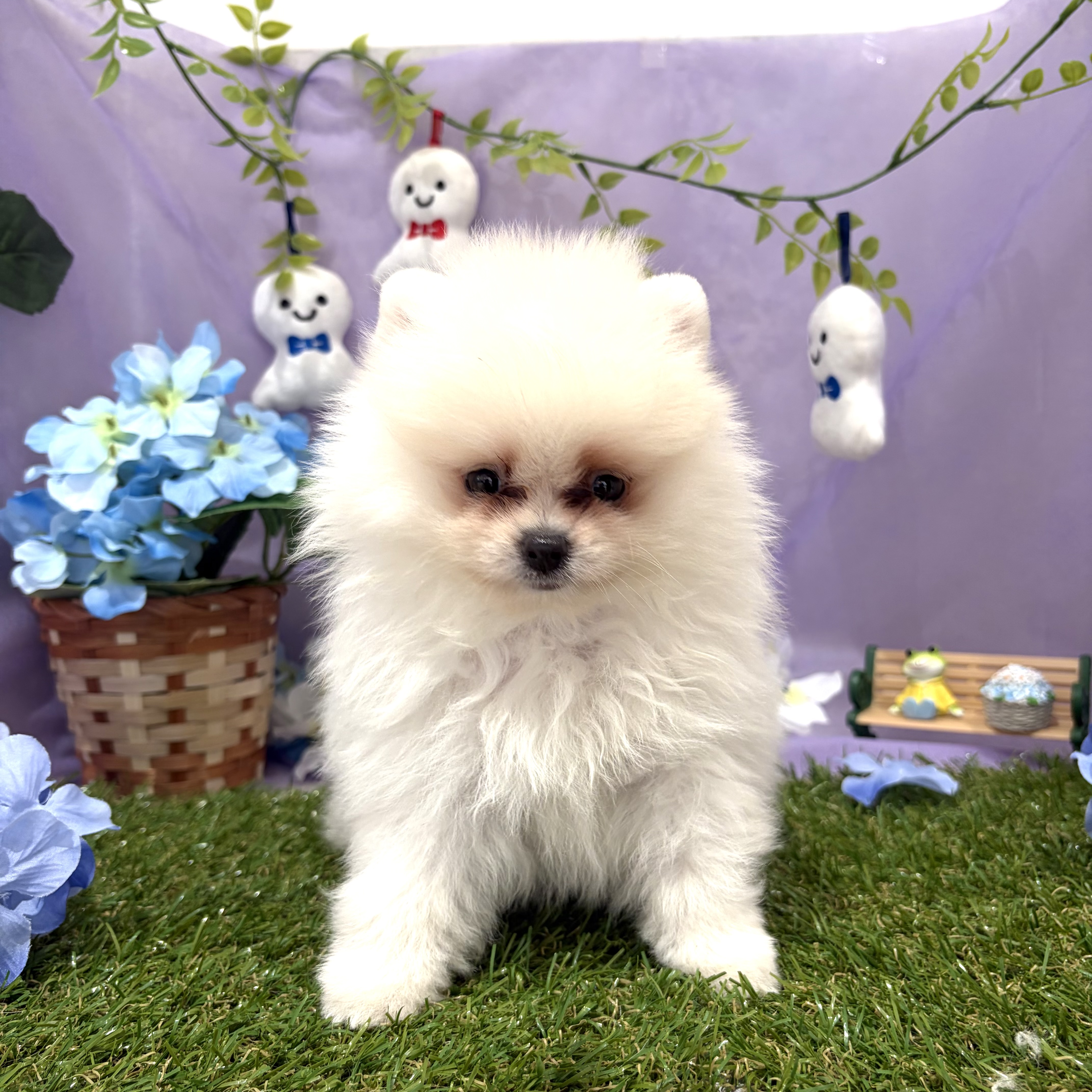 福岡県のポメラニアン (犬の家＆猫の里くりえいと宗像店/2026年4月26日生まれ/男の子/ホワイト)の子犬の3枚目の画像