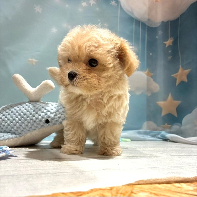 福岡県のマルプー(マルチーズ×プードル) (犬の家＆猫の里トリアス久山店/2026年4月25日生まれ/男の子/クリーム)の子犬の3枚目の画像