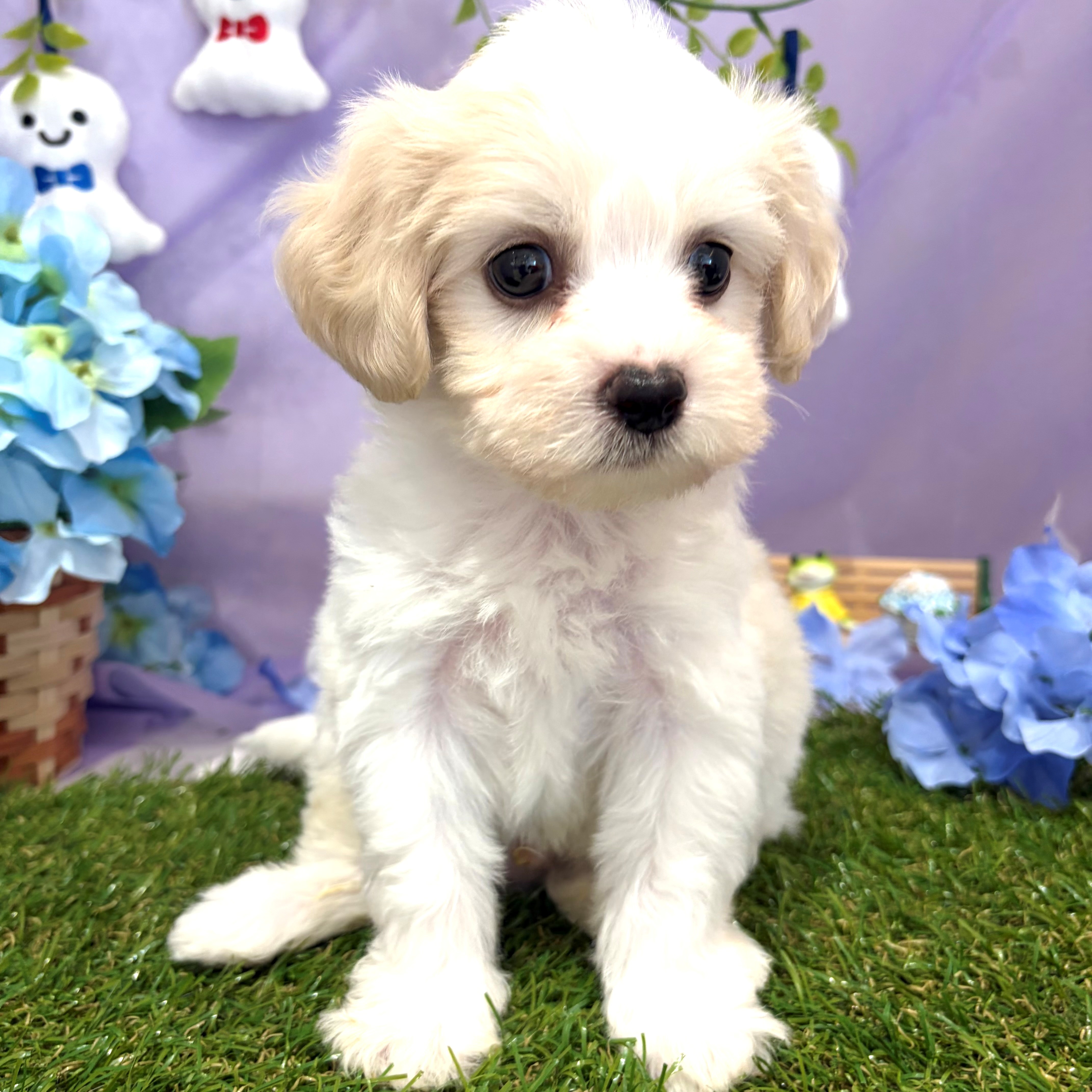 福岡県のハーフ犬・ミックス犬 (犬の家＆猫の里くりえいと宗像店/2026年4月25日生まれ/男の子/ブレンハイム)の子犬の3枚目の画像