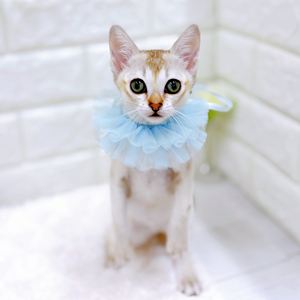 福井県のシンガプーラ (犬の家＆猫の里アミーゴ福井店/2026年4月21日生まれ/男の子/セピアアグーティ)の子猫の3枚目の画像
