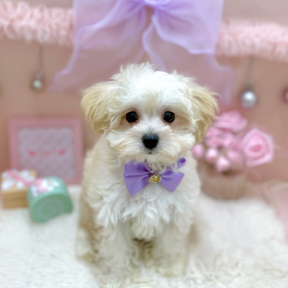 福井県のマルプー(マルチーズ×プードル) (犬の家＆猫の里アミーゴ福井大和田店/2026年4月17日生まれ/女の子/クリーム)の子犬の3枚目の画像