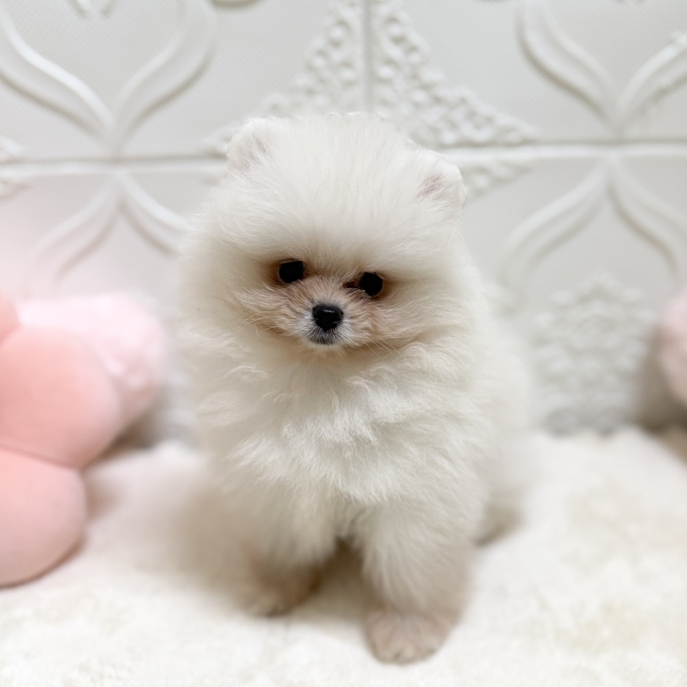 愛知県のポメラニアン (犬の家＆猫の里岡崎店/2026年4月27日生まれ/女の子/クリーム)の子犬の3枚目の画像